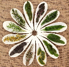 a_fresh_herb_selection